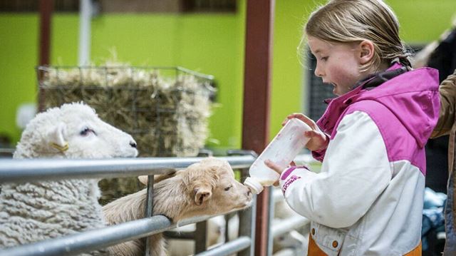 A girl and some sheeps